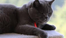 Animales: amigos increíbles: Nacidos para ser diferentes