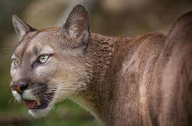 I Was Prey: Episode 10