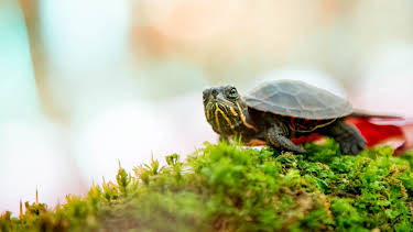 01:24: Små dyr, store reiser: Finne heim | NRK 2 | 4/16 2026