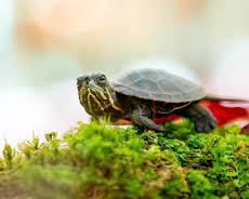 Små dyr, store reiser: Finne heim