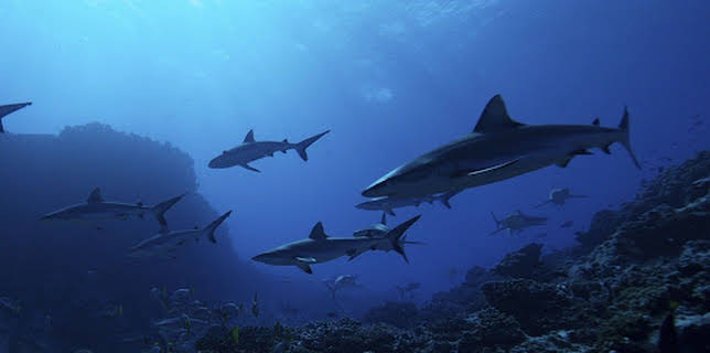 13:50: Hai vs. Delfin | ProSieben Maxx | 12/25 2025