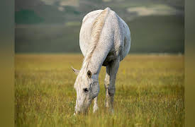 Dream of Italy: Umbria