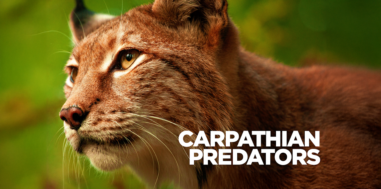 Carpathian Predators