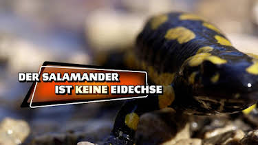 05:45: Das kleine 1x1 der Artenkunde | SWR Fernsehen BW | 6/30 2026
