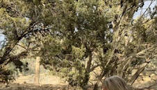 ¿Cómo lo hacen? Mundo animal: La transformación secreta