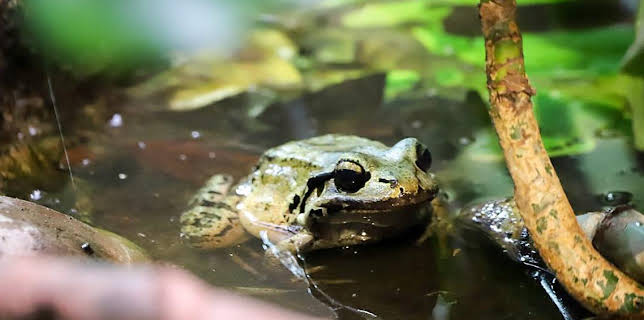 12:40 PM: Go Wild (S1) | Cbeebies | 11/30 2025