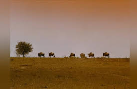 Journey with Dylan Dreyer S1: Life on the Serengeti