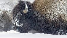 Yellowstone - Park der Extreme (1/2)