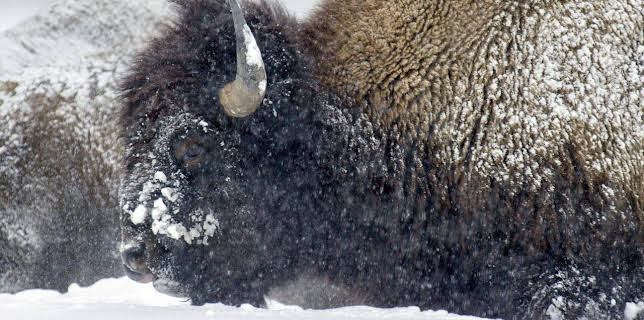 11:50: Yellowstone - Park der Extreme (1/2) | Arte | 1/11 2026