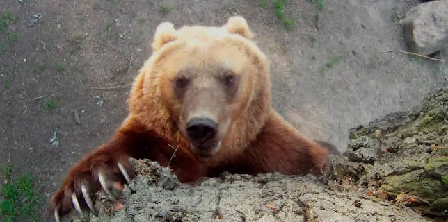 11:40: Leopard, Seebär & Co. (51) | NDR Fernsehen | 1/14 2026