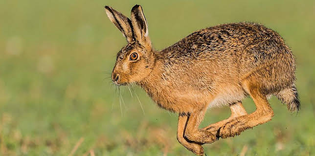 8:00 PM: A Wild Year (S1) | BBC Four | 3/15 2026