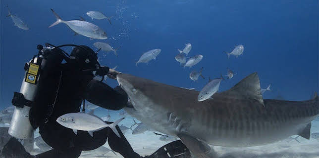 16:15: Mensch vs. Hai | ProSieben Maxx | 12/24 2025