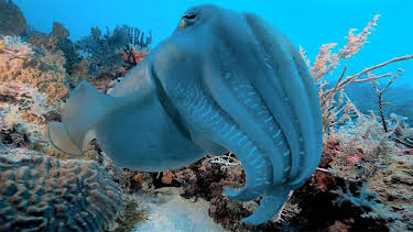 07:45: Documental  Into The Blue | LA 2 | 6/4 2026