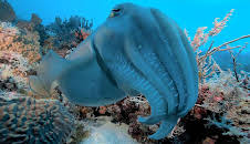 Documental  Into The Blue