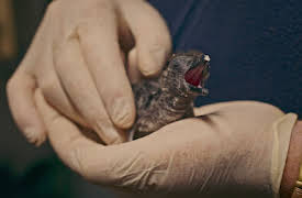 Penguin Town: Hittegods