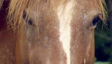 Sobrevivir en lo salvaje: Todos los caballos bonitos