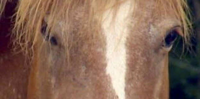 10:30: Sobrevivir en lo salvaje: Todos los caballos bonitos | Discovery | 2/28 2026