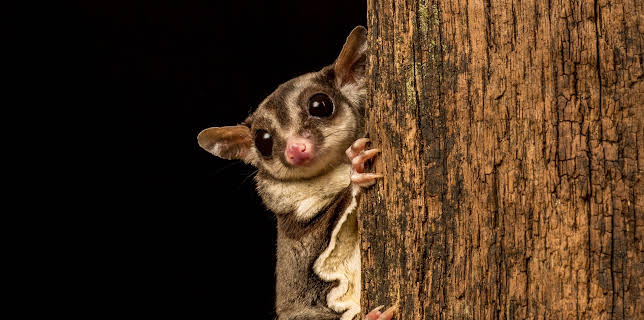 09:25: Little Giants (S1 E7) (S1) | Animal Planet | 12/21 2025