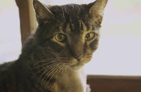 Dr. Jeff Rocky Mountain Vet Season 1: Feline Face Lift