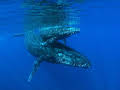Schildkröten und Wale - Botschafter der Meere