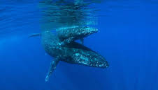 Schildkröten und Wale - Botschafter der Meere