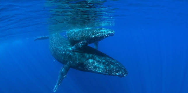 18:35: Schildkröten und Wale - Botschafter der Meere | Arte | 2/25 2026