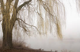 Music and the Brain: Music, Language, and Emotional Expression