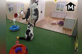 Meow Manor: Check Meowt!