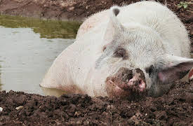 Saved By the Barn Season 1: Cockfight Club