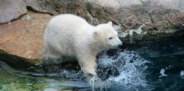 11:00: Seehund, Puma & Co | BR Fernsehen | 12/19 2025