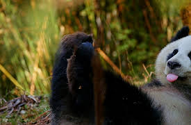 4 Seasons in the Giant Pandas Kingdom: Learning to be Free