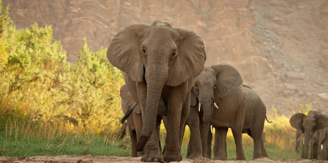 14:05: Kalahari – Gesetz der Wildnis (2/2) | 3SAT | 11/5 2025