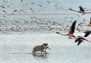 14:20: Rift Valley - Der große Graben (2/3) | 3SAT | 4/10 2026