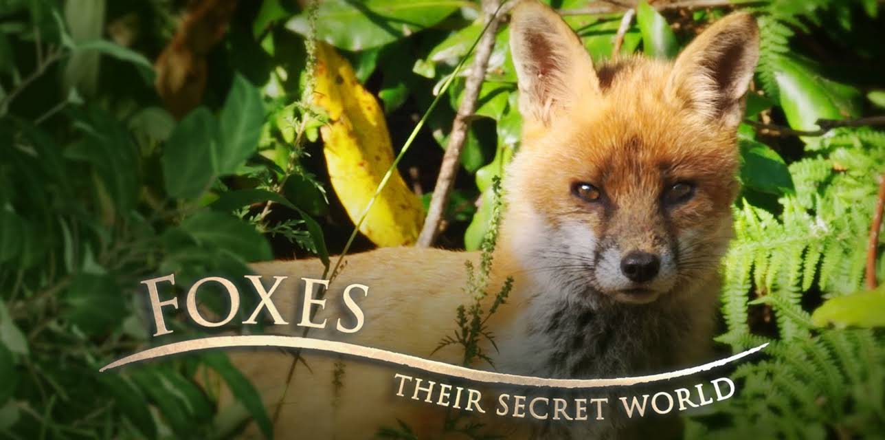 Foxes: Their Secret World