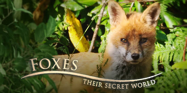 Foxes: Their Secret World