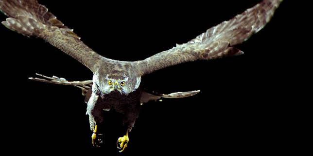 04:05: Das Genie der Natur (1/3) | 3SAT | 1/21 2026