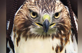 City Wildlife Rescue: Recovering Red-tailed Hawks