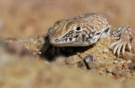 Africa Season 1: Sahara