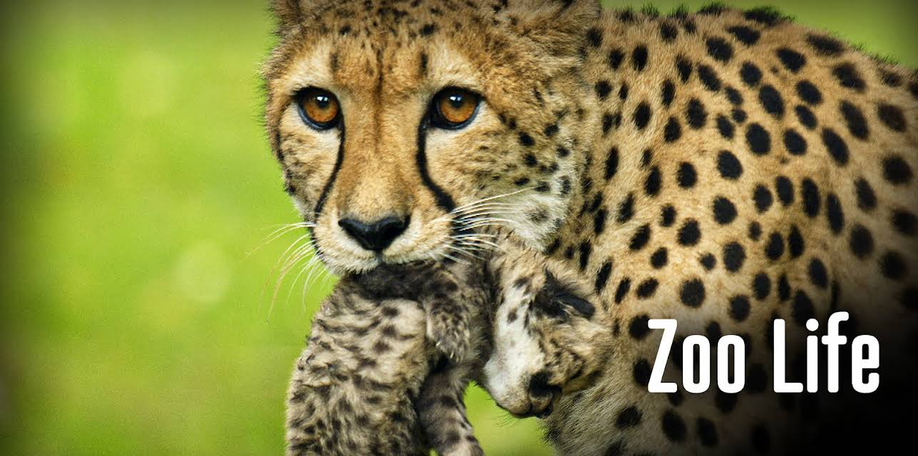 Zoo Life