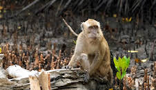 Timor-Leste - Im Land des schlafenden Krokodils