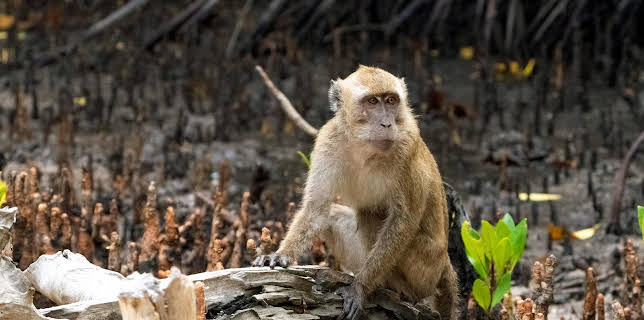 13:15: Timor-Leste - Im Land des schlafenden Krokodils | NDR Fernsehen | 1/31 2026