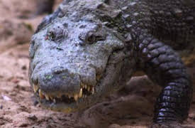 72 animales peligrosos: Asia: Episode 5