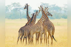 Coolest Places on Earth: Coolest Animal Lover Vacation