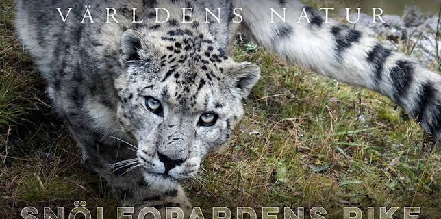 20:10: Världens natur: Snöleopardens rike | Kunskapskanalen | 2/2 2026