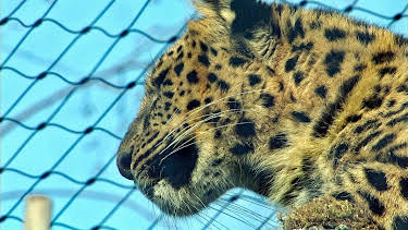 02:55: Elefant, Tiger & Co. (560) | MDR Fernsehen | 4/8 2026