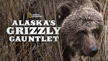 10:00 AM: Alaska's Grizzly Gauntlet | Nat Geo Wild | 1/6 2026