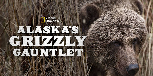9:00 AM: Alaska's Grizzly Gauntlet | Nat Geo Wild | 12/12 2025