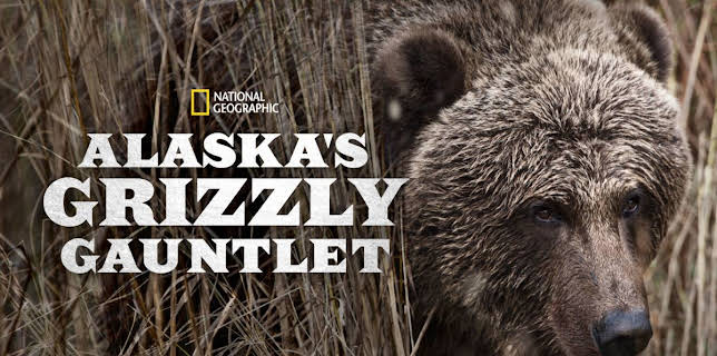 Alaska's Grizzly Gauntlet