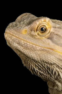 09:30: Dragones de Komodo al descubierto | Nat Geo Wild | 4/2 2026