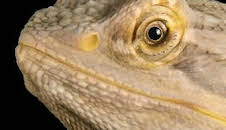 Dragones de Komodo al descubierto